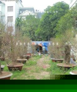 cây đào rừng đẹp