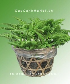 Dương xỉ dạ quang