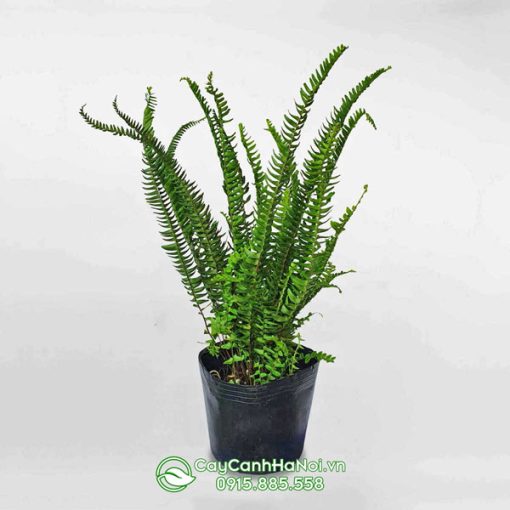 Dương xỉ lá me chậu ươm