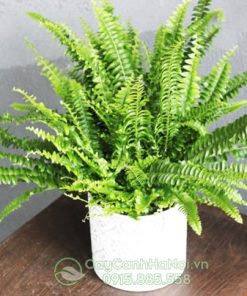 Dương xỉ lá me để bàn đẹp