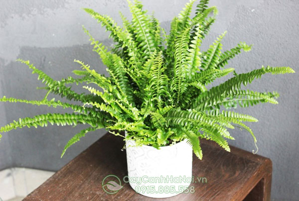 Dương xỉ lá me để bàn đẹp