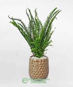 Dương xỉ lá me hợp mệnh mộc và mệnh hỏa
