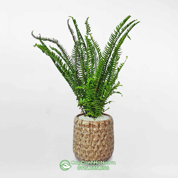 Dương xỉ lá me hợp mệnh mộc và mệnh hỏa