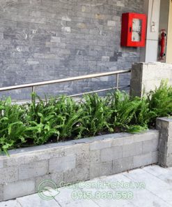 Dương xỉ lá me trồng bồn đẹp