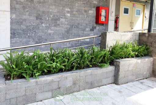 Dương xỉ lá me trồng bồn đẹp