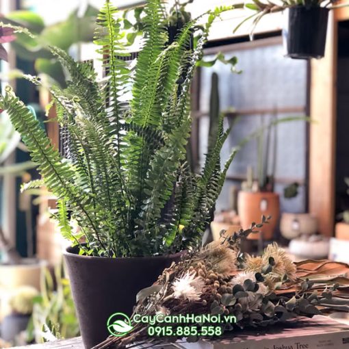 Dương xỉ lá me trồng hcauaj ddeeer bàn