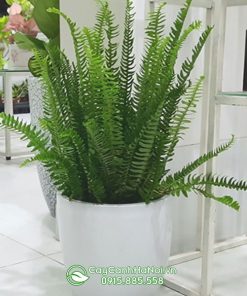 Dương xỉ lá me trồng chậu sứ