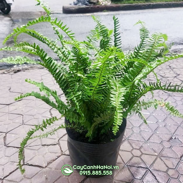 Dương xỉ lá me có tên gọi khác là cây dương xỉ ta
