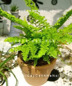 Cây Dương Xỉ Thái