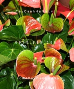 Cây tiểu hồng môn để bàn