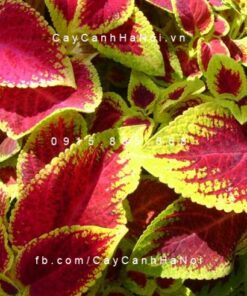 Cây Gấm đỏ tía viền vàng