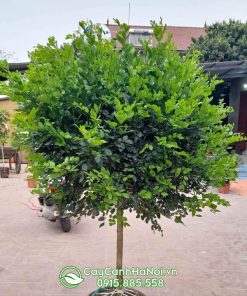 Giá cây nguyệt quế cao 1m