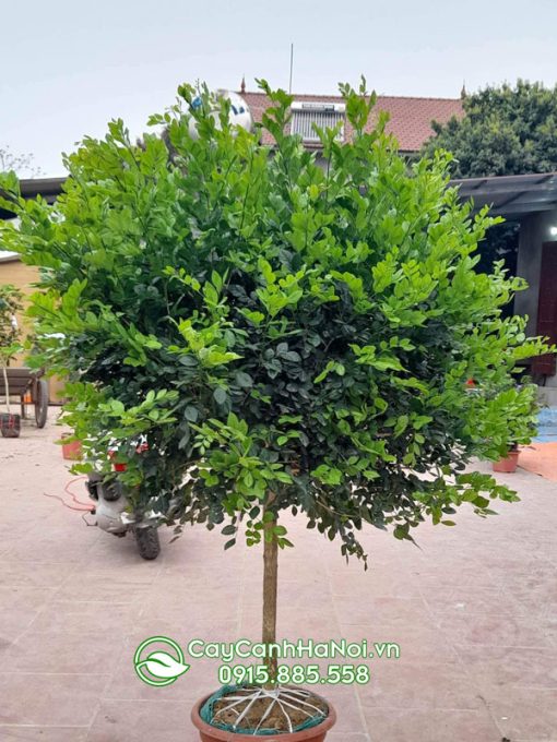 Giá cây nguyệt quế cao 1m