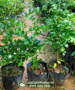 Nơi bán cây nguyệt quế giống
