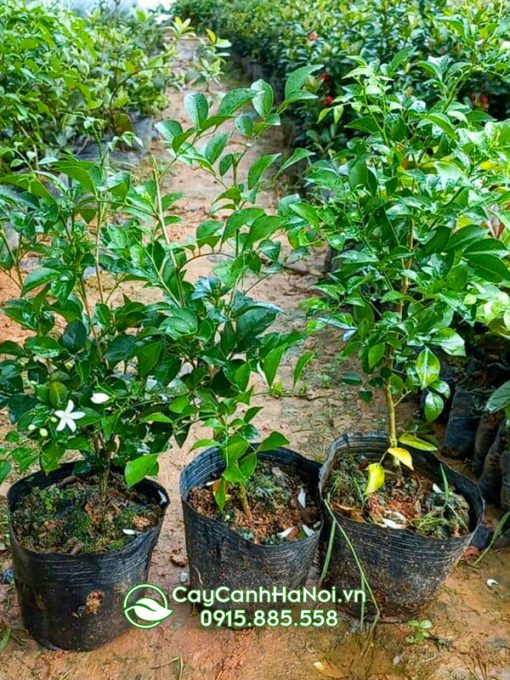 Nơi bán cây nguyệt quế giống
