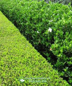 Hàng rào cây nguyệt quế