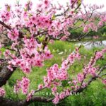 Hoa Cây cảnh tết