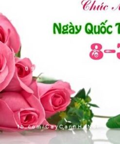 Hoa cảnh ngày 8-3