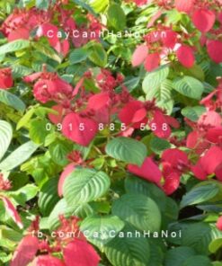 Cây Bướm đỏ