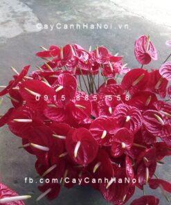 Cây hoa đại hồng môn trồng nước, thủy canh