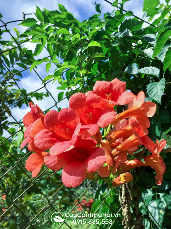 hoa đăng tiêu như những chùm đèn