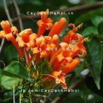 Hoa dây leo chùm ớt (rạng đông)