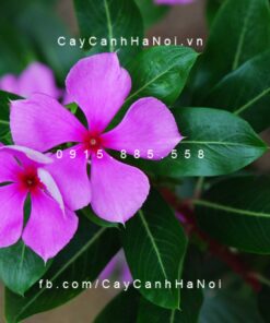 Cây Dừa cạn thường (hoa đỏ, vàng kem, trắng)