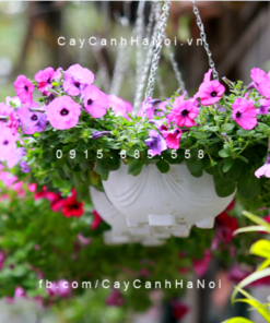 Hoa dạ yến thảo