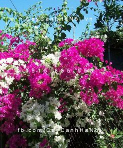 Thực hiện các bước trồng cây theo đúng quy trình không chỉ giúp cây phát triển tốt mà còn đảm bảo hiệu quả thẩm mỹ cao