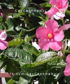 hoa-hong-anh