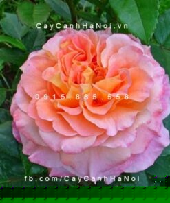 Hình ảnh hoa hồng Augusta Luise Tree Rose