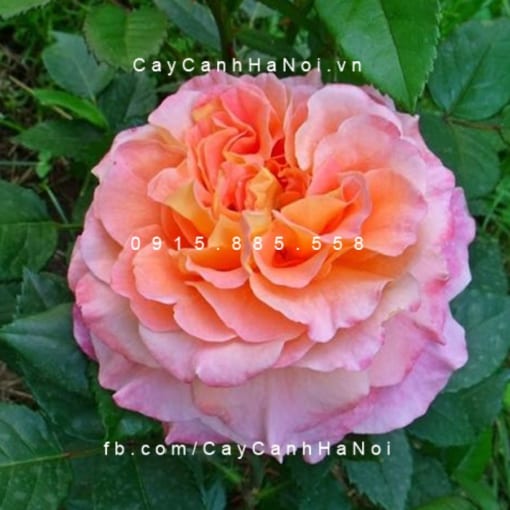 Hình ảnh hoa hồng Augusta Luise Tree Rose