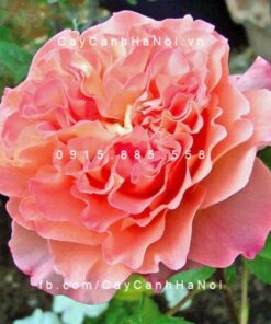 Hình ảnh hoa hồng Augusta Luise Tree Rose