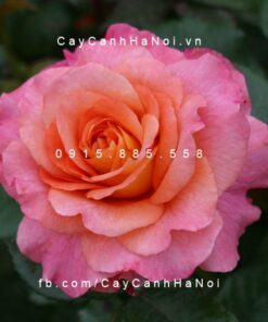 Hình ảnh hoa hồng Augusta Luise Tree Rose