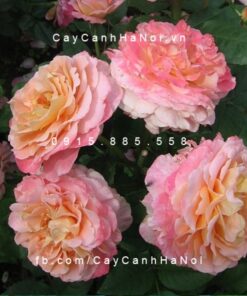 Hình ảnh hoa hồng Augusta Luise Tree Rose