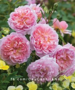 Hình ảnh hoa hồng Anne Boleyn