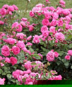 Hình ảnh hoa hồng Baronesse Rose