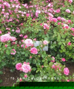 Hình ảnh hoa hồng Baronesse Rose