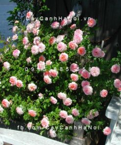 Hình ảnh hoa hồng Beverly