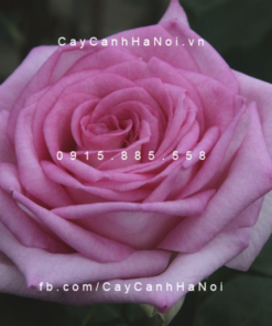 Hình ảnh hoa hồng Beverly