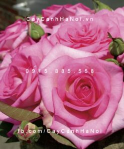 Hình ảnh hoa hồng Beverly