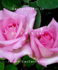 Hình ảnh hoa hồng BeverlyHình ảnh hoa hồng Beverly