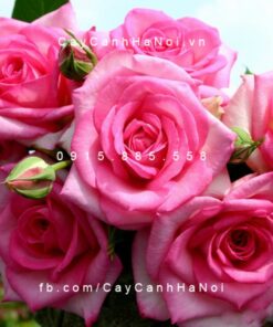 Hình ảnh hoa hồng Beverly