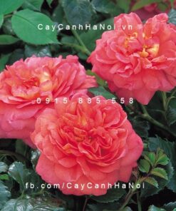 Hình ảnh hoa hồng Christopher Marlowe