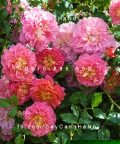 Hình ảnh hoa hồng Christopher Marlowe