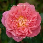 Hoa hồng Christopher Marlowe