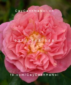 Hình ảnh hoa hồng Christopher Marlowe