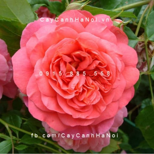 Hình ảnh hoa hồng Christopher Marlowe