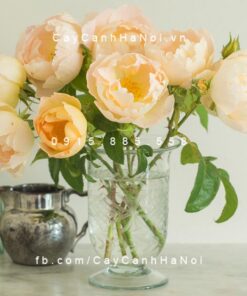 Hình ảnh hoa hồng Comte De Champagne