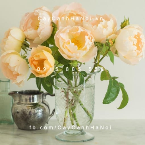 Hình ảnh hoa hồng Comte De Champagne